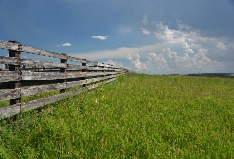 cattle pens of Kansas